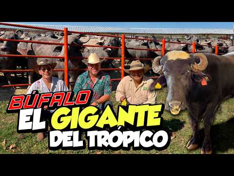 Búfalos en México el Negocio que esta Creciendo en Silencio ¿Exóticos o agresivos?