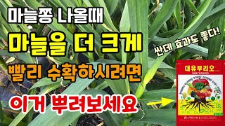 마늘쫑 나올때 마늘을 크게하고 수확을 빨리 하시려면 이거 뿌려보세요 싼데 효과도 좋습니다 마늘마름병 녹병 고…