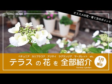 常緑の開花つる植物：一年中美しい日向でも日陰でもトップ7種のリスト  庭園