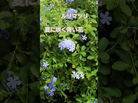 パイナップルチェリー 植物