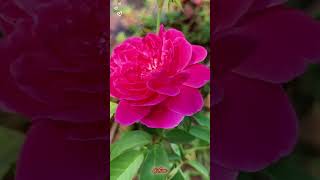 Download lagu June Pona❣️💗💞❤️🔥2007 Movie Unnale Unnale❤️Harris Jayaraj Tunesss Alagannnnnn🌿🎵💚AVM007 mp3 Download lagu June Pona❣️💗💞❤️🔥2007 Movie Unnale Unnale❤️Harris Jayaraj Tunesss Alagannnnnn🌿🎵💚AVM007 mp3