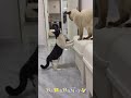 🐈 Коты обнаглели?! 🐕 Смешное видео с кошками и котятами для хорошего настроения! 🐱