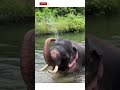 Elephant Atrocities Yaanai Elephant Shorts Ytshorts