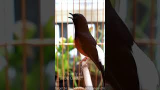 Download lagu pancingan ampuh agar emosi murai batu trotol mp3 Download lagu pancingan ampuh agar emosi murai batu trotol mp3