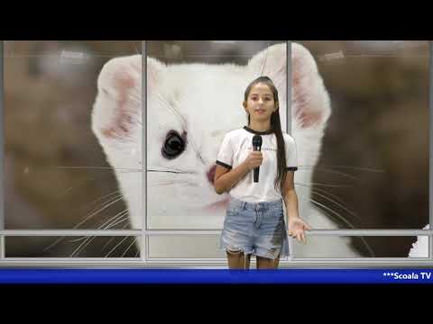 De Facto – Hermelinele (Ep. 4). Prezentator Alexia Tănase, reporter Katinca Țigănaș