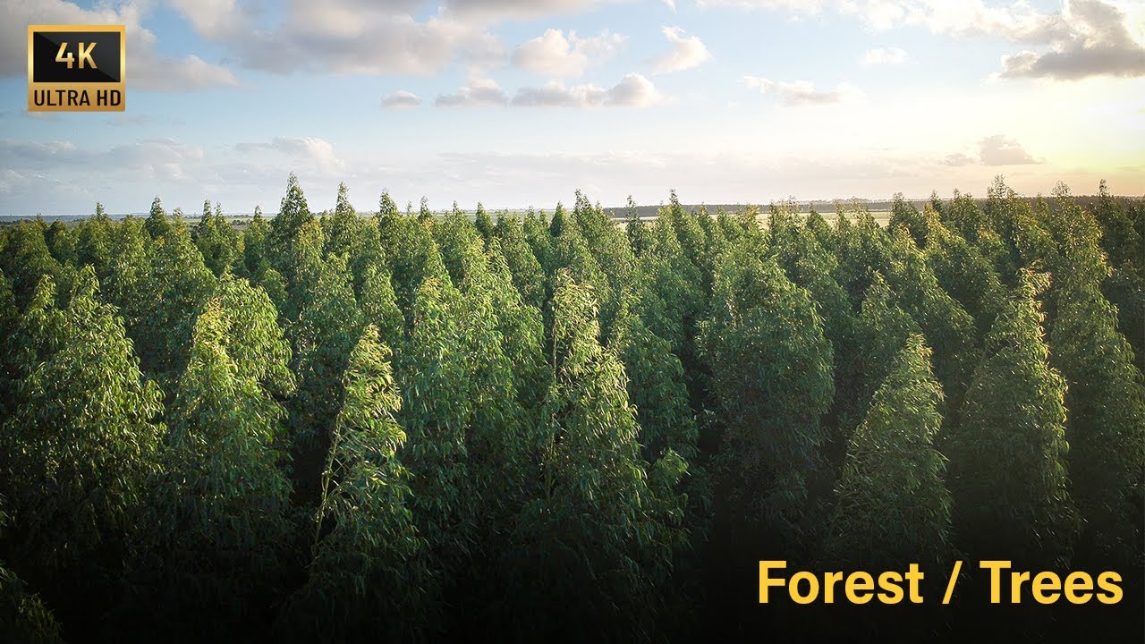 The Best Free Drone Footage in 4K - Forest and Trees