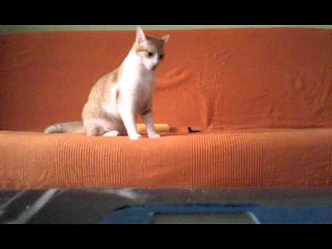 Fenix Cat - Jugando (gatos graciosos 2016)