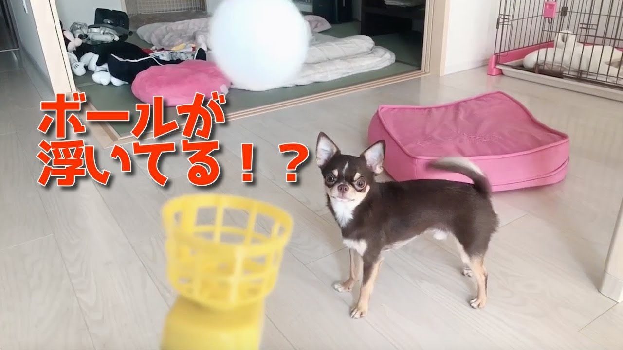 チワワのチョコ君、風で浮遊するボールと対面した結果…笑