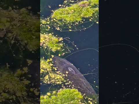 uk carp fishing carp hiding in the weed #2023 #fishing #carpfish #monstercarp #london #carpfishing