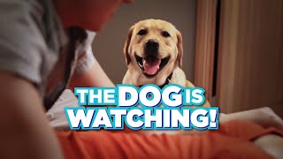 I Wish the Dog Would Stop Watching Us Have Sex
