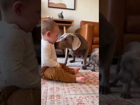 Dog vs Puppy Drama - Mom Dog Takes Charge 🐶👶🐕#Protectivemom #BabyVspuppy #Viral