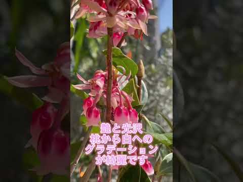 園芸 ドウダンツツジ