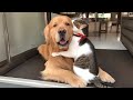 When Your Cats Who Can T Deny Their Love For Dogs