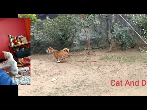 Tommya Makurik Khedi Goise/ Tommy Ne Billi Ko Bhagya (Cat And Dog volg 🐶🐱)