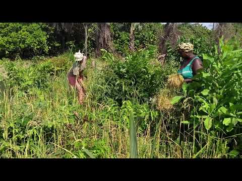 Arabiatou Coly et Meta Diandy en récoltant le riz de montagne