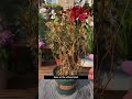 Revive Dead Plants in 2 Days with Rice, Baking Soda & Vinegar 🌿💧||#gardening #flowers #shorts