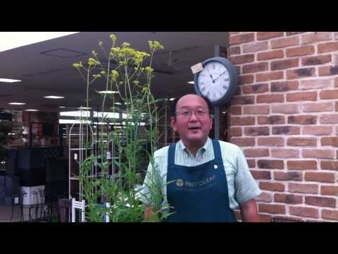 園芸 散形花序のオルニソガレ、11時の貴婦人