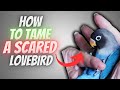 How to Tame a SCARED Lovebird