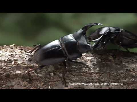 オオクワガタvsオオクワガタ