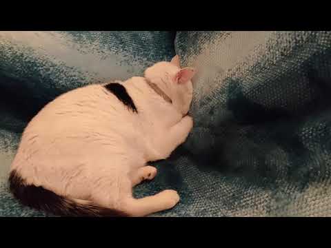 Cat is upset as he didn't get canned food like others