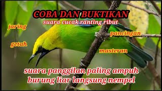 Download lagu Suara cucak ranting ribut paling ampuh mendatangkan burung liar mp3