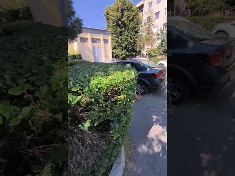 Gard viu – după - Alex Landscaping