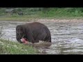 Baby elephant 'rescues' man who saved her