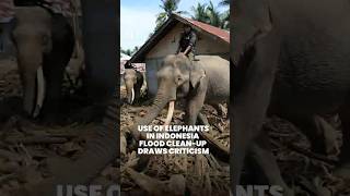 Download lagu Use of elephants in Indonesia flood clean-up draws criticism mp3 Download lagu Use of elephants in Indonesia flood clean-up draws criticism mp3