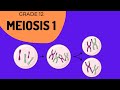 Meiosis 1 | Crossing over and Phase identification