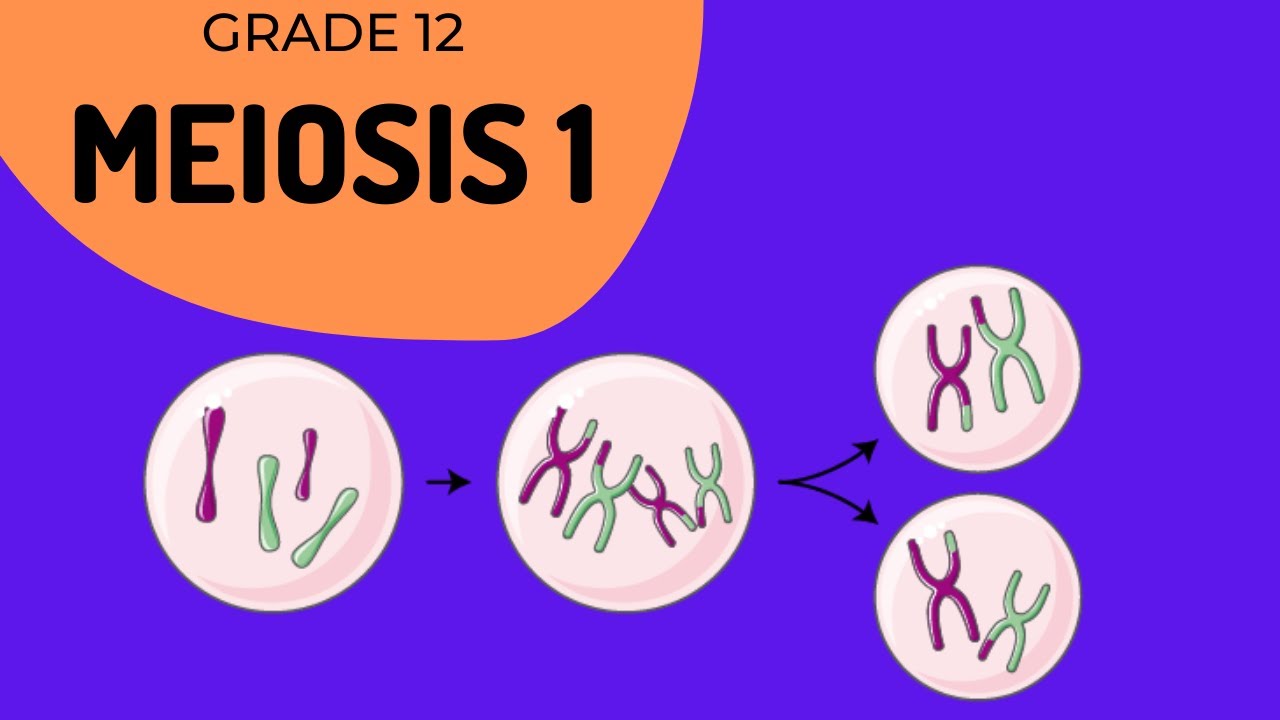 Meiosis 1 | Crossing over and Phase identification
