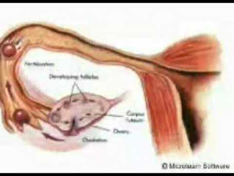 النطفة - الإعجاز العلمي في القرآن الكريم