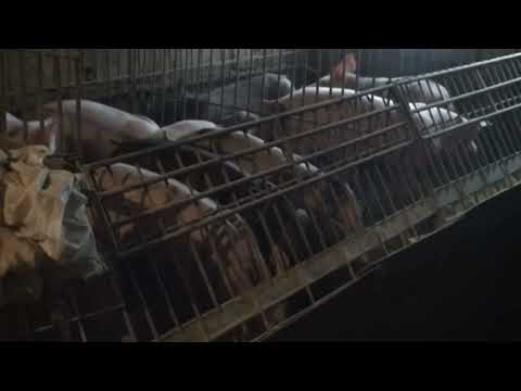 Диви свињи се шетаат по делчевски села