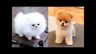 Lustige und süße Pomeranian Videos #3. lustige hunde
