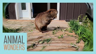 Huckleberry Beaver's Branch Adventure by Animal Wonders