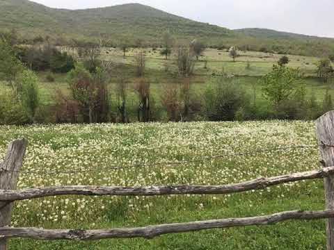 Стојна Китанова - Ајде слези млада ле меанџико - 1 mesto na koncert vo universalna Skopje MK