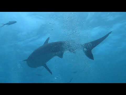 Maldives Deep South | Dive Aboard Maldives Legend Fleet