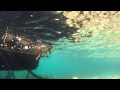 Feeding Ducks Underwater GoPro Vid