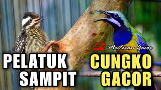 Download lagu TEMBAKAN PELATUK SAMPIT VS CUCAK CUNGKOK GACOR FULL NEMBAK KUNTI COCOK BUAT MASTERAN SEGALA BURUNG mp3 Download lagu TEMBAKAN PELATUK SAMPIT VS CUCAK CUNGKOK GACOR FULL NEMBAK KUNTI COCOK BUAT MASTERAN SEGALA BURUNG mp3