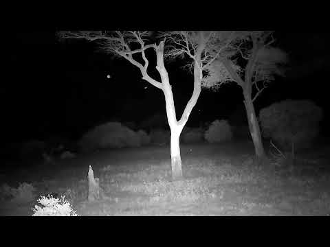 Djuma: Sights and sounds - 23:08 - 01/09/2023