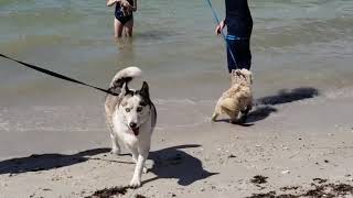 Dogs first time at the beach