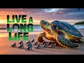 Turtle Shell Native Charm For Longevity And Safety