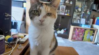 三毛猫フミちゃんの 何の変哲もない日常😽