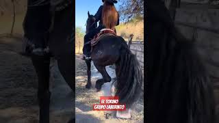 El Torino - Grupo Laberinto