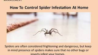 How To Control Spider Infestation At Home?