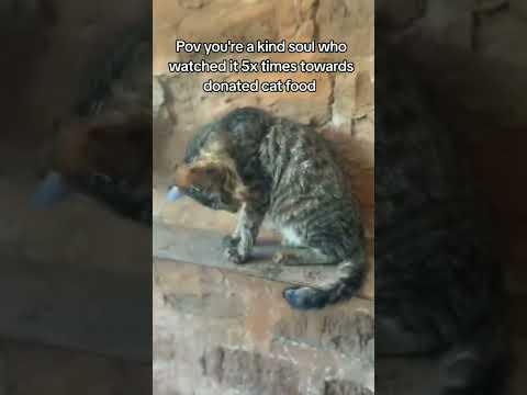 please don't sorcll my engagement is really low a simple hi will help our stray cats get food #cat