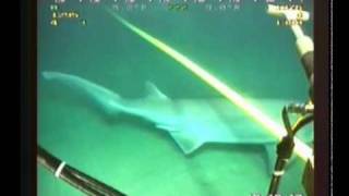 Shark attack on subcable.wmv