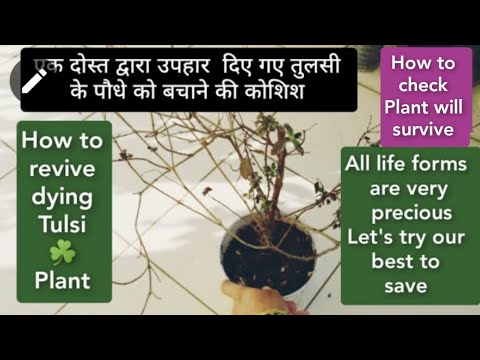 YouTube video about: How to dispose dried tulsi plant?