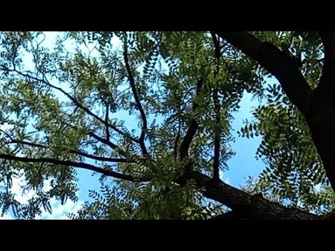 THANKSGIVING TO THE LORD GOD IN THE NAME OF JESUS CHRIST