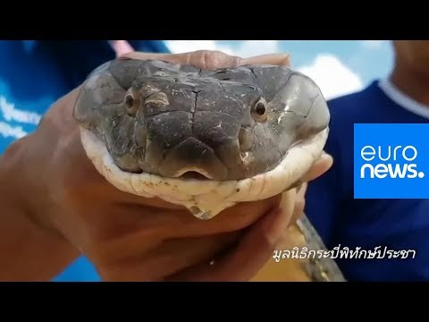 Un cobra royal adulte de quatre mètres capturé en Thaïlande