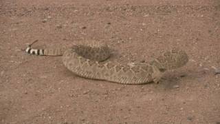 preview picture of video 'Diamondback Rattle Snake'